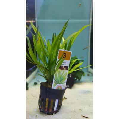 Stoffels Helanthium bolivianum (Latifolius / Xingu)