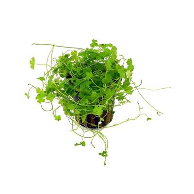 Stoffels Hydrocotyle Tripartita