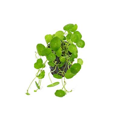 Stoffels Hydrocotyle Verticillata