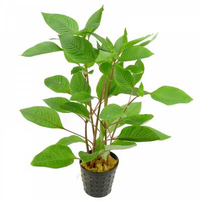 Stoffels Hygrophila corymbosa ( Nomaphila )
