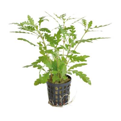 Stoffels Hygrophila pinnatifida