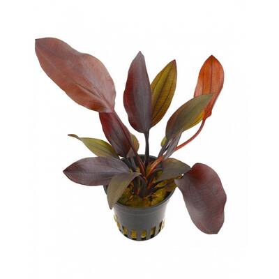 Stoffels Lagenandra meeboldii Red