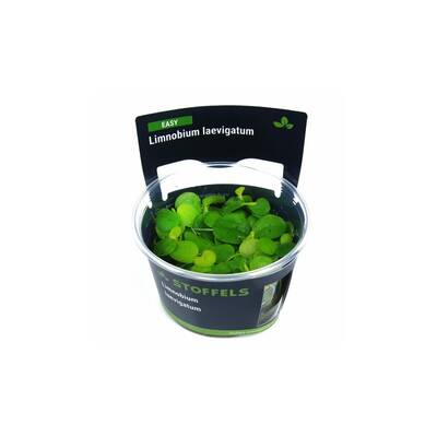 Stoffels Limnobium laevigatum - 2 pcs