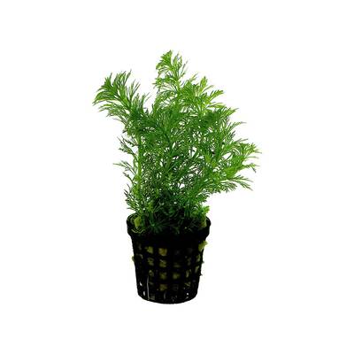 Stoffels Limnophila heterophylla