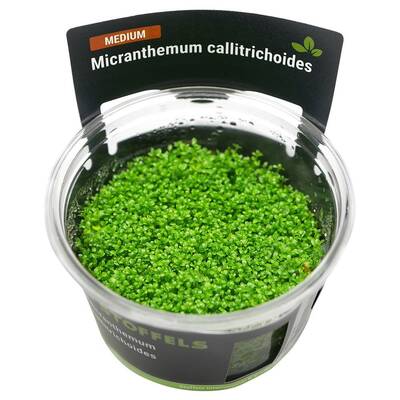 Stoffels Micranthemum callitrichoides in-vitro