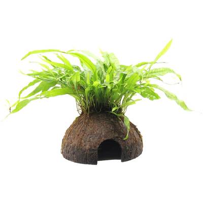 Stoffels Microsorum Pteropus On Coco