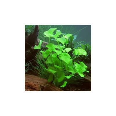 Stoffels Nymphoides cristata 'Flipper'