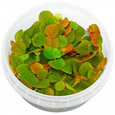 Stoffels Phyllanthus fluitans