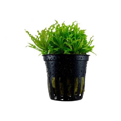 Stoffels Pogostemon Helferi