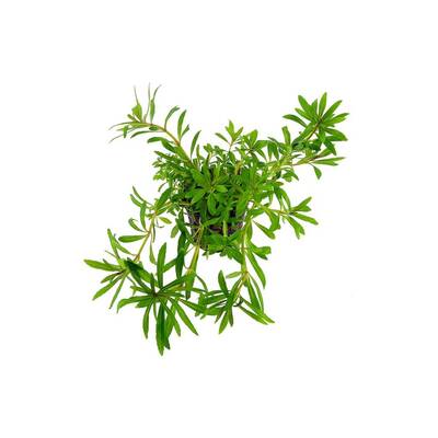 Stoffels Pogostemon Quadrifolius