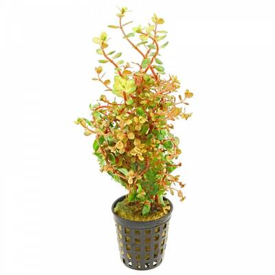 Stoffels Rotala Rotundifolia 'Orange Juice'