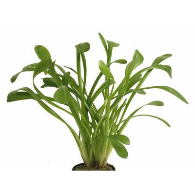 Stoffels Sagittaria Teres