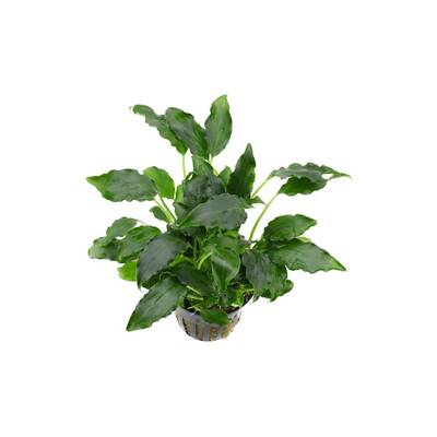 Stoffels Schismatoglottis Prietoi