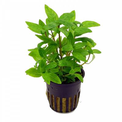 Stoffels Staurogyne Repens