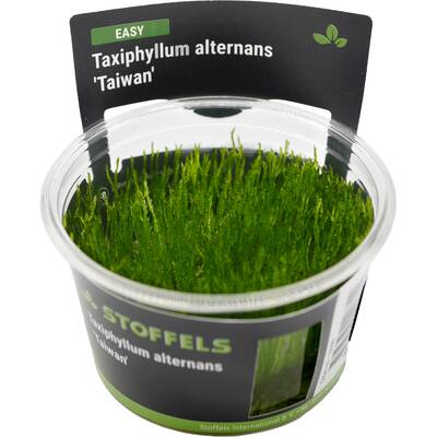 Stoffels Taxiphyllum alternans in-vitro ( Taiwan Moss )