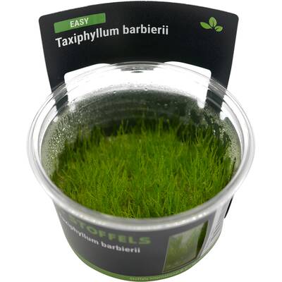 Stoffels Taxiphyllum Barbieri In Vitro