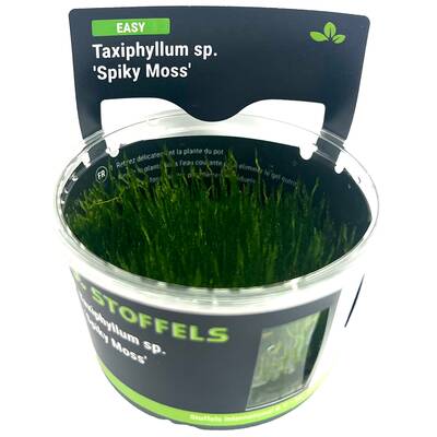 Stoffels Taxiphyllum sp. 'Spiky Moss' in-vitro