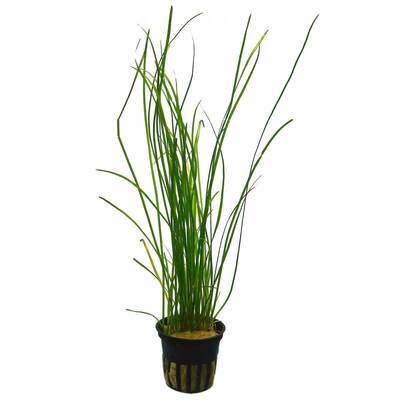 Stoffels Vallisneria nana