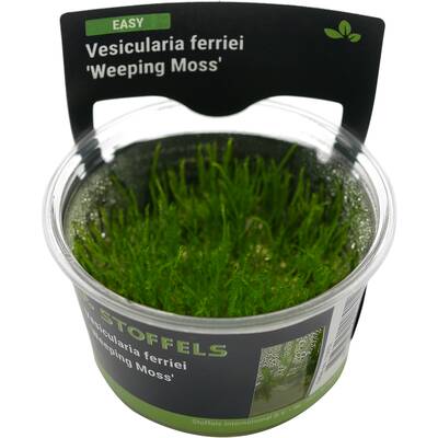 Stoffels Vesicularia ferriei 'Weeping Moss' in-vitro