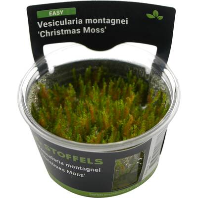 Stoffels Vesicularia Montagnei 'Christmass Moss' in-vitro