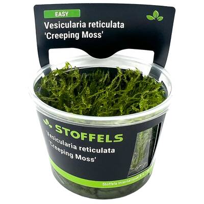 Stoffels Vesicularia reticulata 'Creeping Moss' In-Vitro