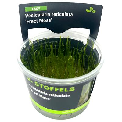 Stoffels Vesicularia reticulata 'Erect Moss'in-vitro