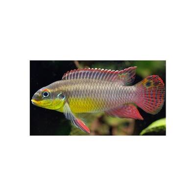 Pelvicachromis Kribensis Ndonga S/M