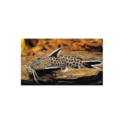 Synodontis Lucipinnis S