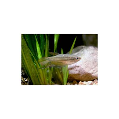 Trichopsis Vittata M