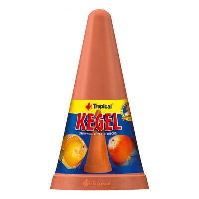 Tropical Kegel Spawning Cone Discus