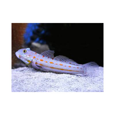 Valenciennea Puellaris M