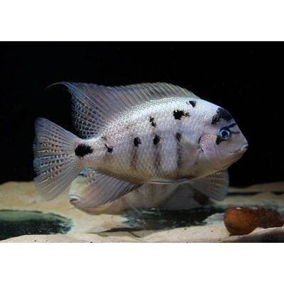 Vieja Argentea Silver Cichlid 5cm
