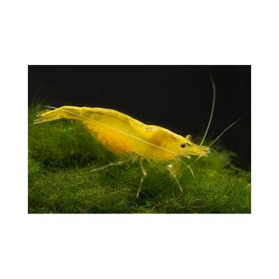Yellow Fire Shrimp