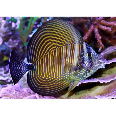 Zebrasoma Desjardini L