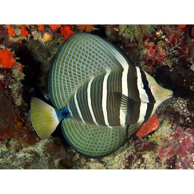 Zebrasoma Veliferum M