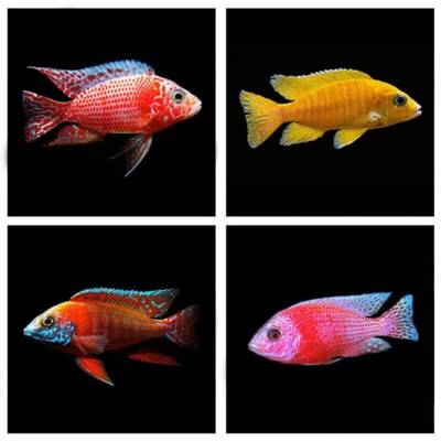 Aulonocara Mixed Male 7-8cm