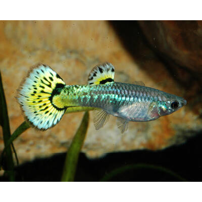 Poecilia Reticulata Snakeskin Mix Female M