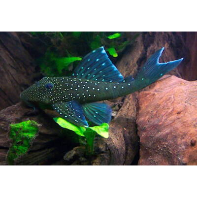 Hemiancistrus Subviridis (L128) S