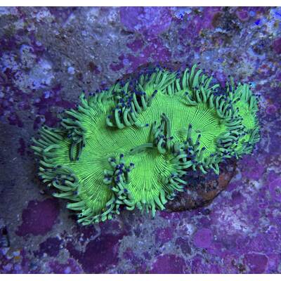 Catalaphyllia Jardinei (Blue Tip)