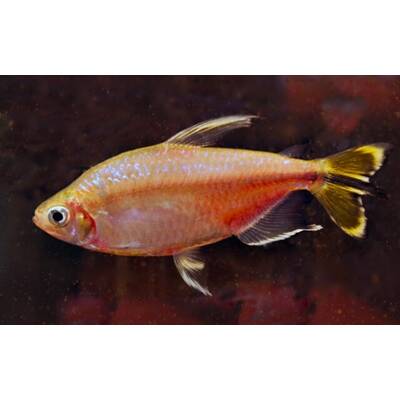 Alestopetersius Caudalis M