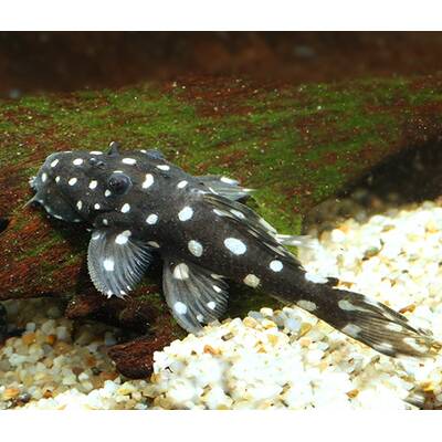 Leporacanthicus Galaxias L241 S