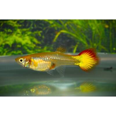 Poecilia Reticulata Sunset Female