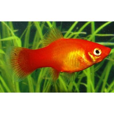 Xiphophorus Helleri Marigold M