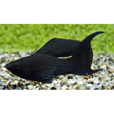 Molly Black Longfin M
