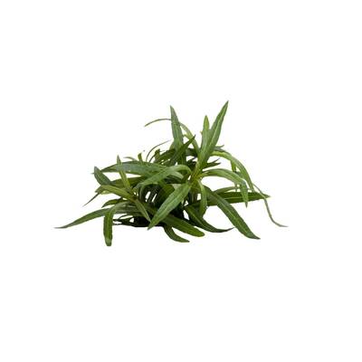 Stoffels Pogostemon Stellatus