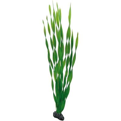Hobby Vallisneria 60cm