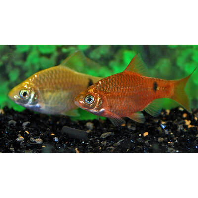 Pethia Conchonius Neon M
