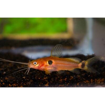 Mystus Bimaculatus M
