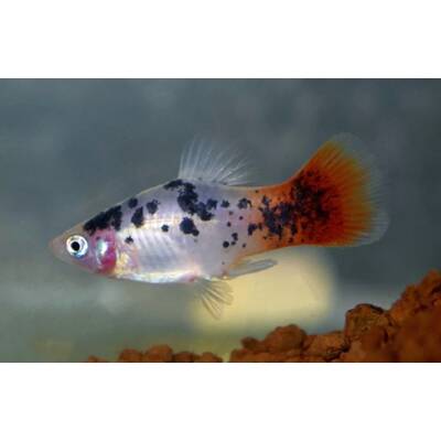 Platy White Spotted Redtail M