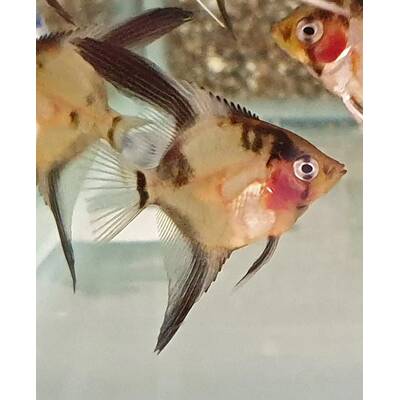 Pterophyllum Scalare Ghost Blushing M